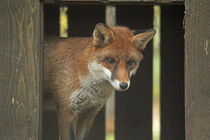 red fox bow by Martyn Bennett