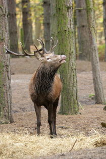 red deer stag by Martyn Bennett