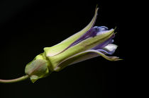 Passionsblumen (Passiflora)  No.1