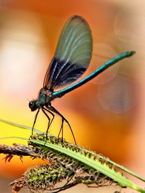 dragonfly, Libelle No.2 von Thomas Lambart