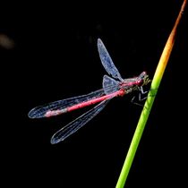 dragonfly, Libelle von Thomas Lambart