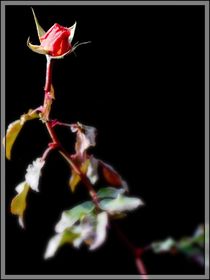 rote Rose No.1 by Thomas Lambart