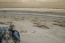Muschel am Strand von Thomas Lambart