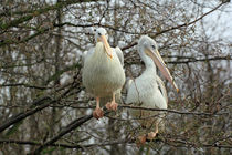 pelicans up a tree by Martyn Bennett