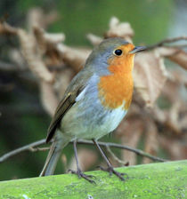 robin on a fence by Martyn Bennett