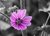  Pinkfarbene Blüte von Wolfgang Wittpahl