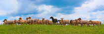 Black sheep of the family by pahit