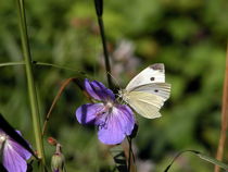 Kohlweisling Schmetterling by Yven Dienst