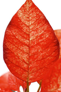 Mein rotes Blätterherz by Bastian  Kienitz
