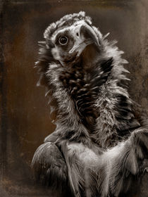 Portrait of a Cinereous Vulture v2 by Alan Shapiro