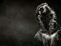 Portrait of a Cinereous Vulture