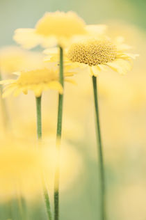 'Field of yellow flowers' von Lars Hallstrom