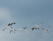 Greylag geese migrating von Lars Hallstrom