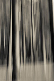 Trees in motion by Lars Hallstrom