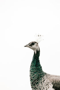 Proud Peacock by Lars Hallstrom
