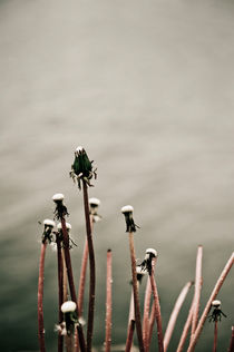 Sad dandelions by Lars Hallstrom