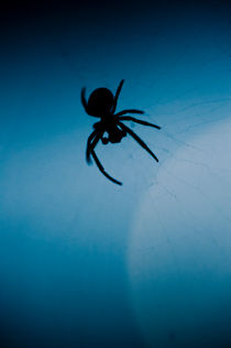  Nocturnal spider by Lars Hallstrom