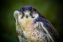Peregrine Falcon by Mark Llewellyn