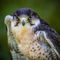 'Peregrine Falcon' von Mark Llewellyn