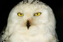 Snowy Owl by Mark Llewellyn