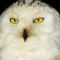 'Snowy Owl' von Mark Llewellyn