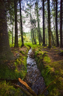 Scottish Woodland Stream von Mark Llewellyn
