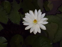 Water Lily Samana von Tricia Rabanal