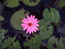 Water Lily, Samana by Tricia Rabanal