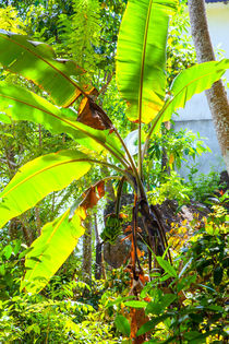 Bananenpalme im lichtdurchfluteten Garten by Gina Koch