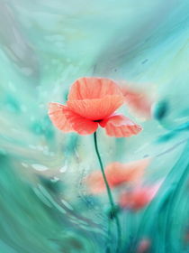 Poppy Dream von syoung-photography