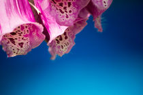 Fingerhut, Digitalis purpurea, Asteriden by Denise Urban