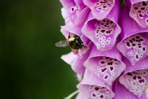 Fingerhut mit Biene by Denise Urban