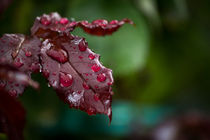 Rosenblatt mit Regentropfen von Denise Urban