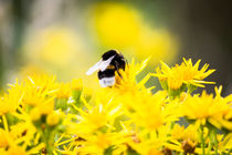 Biene in der Natur 2 by Denise Urban