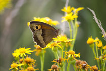 Schmetterling in der Natur by Denise Urban