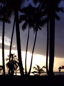 Sunset Palms von Tricia Rabanal
