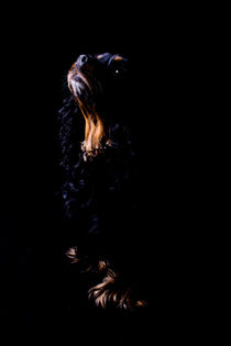 Cavalier King Charles Spaniel, black and tan by Denise Urban