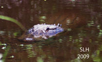 Alligator von Sandra Lee Hartsell Sumner