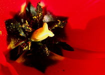 Tulpe von Fernand Reiter