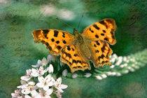 Schmetterling von Silvia Streit