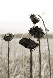 Sunflowers von Jens Berger