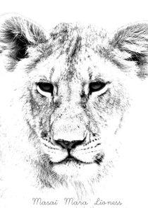 Lion Portrait, Masai Mara, Kenya, East Africa von Aidan Moran