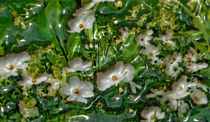 White flowers shrink-wrapped von Leopold Brix