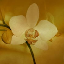Orchidee von Christine Bässler