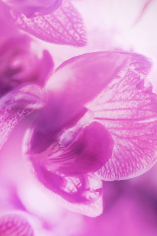 Orchideerosa