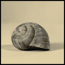 snail by Fernand Reiter