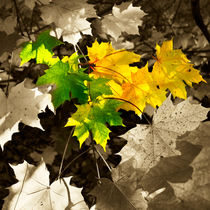 Sycamore Leaves by David Tinsley