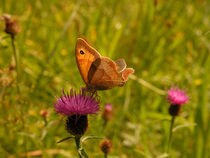 Ochsenauge Schmetterling by Yven Dienst