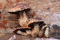 Pilze im Januar - Mushrooms in January by ropo13