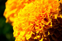 gelbe Blume von Denise Urban